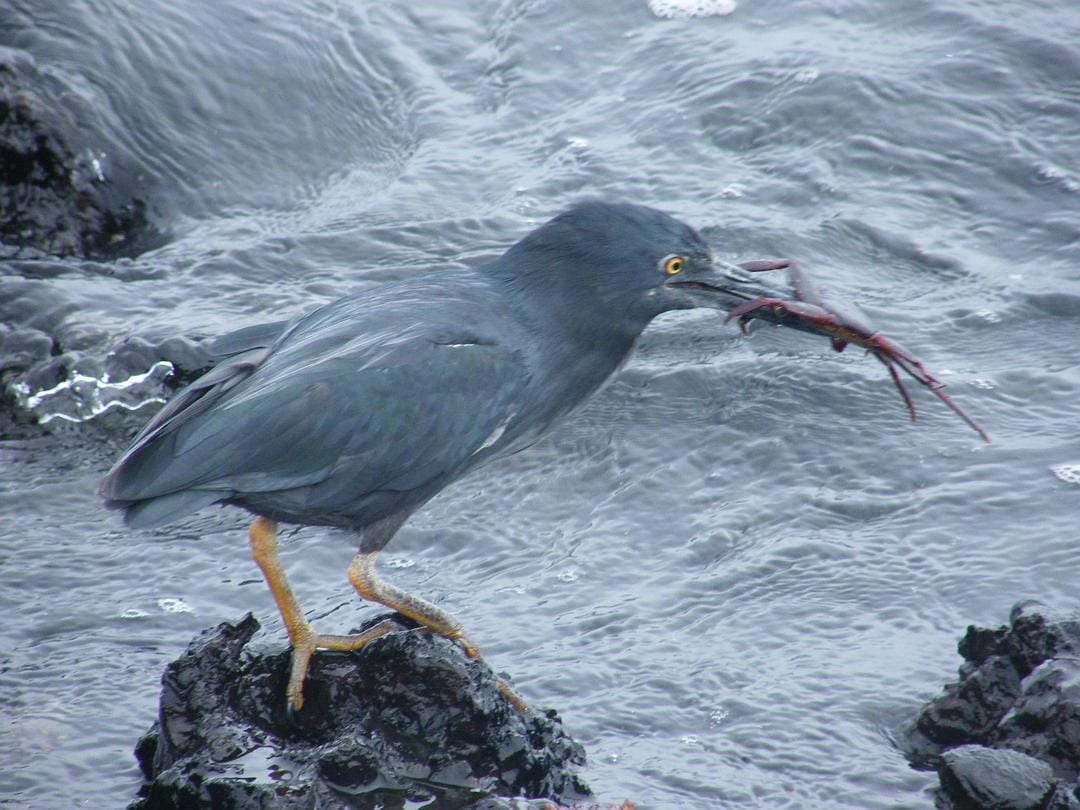 加拉帕戈斯群岛 Galápagos