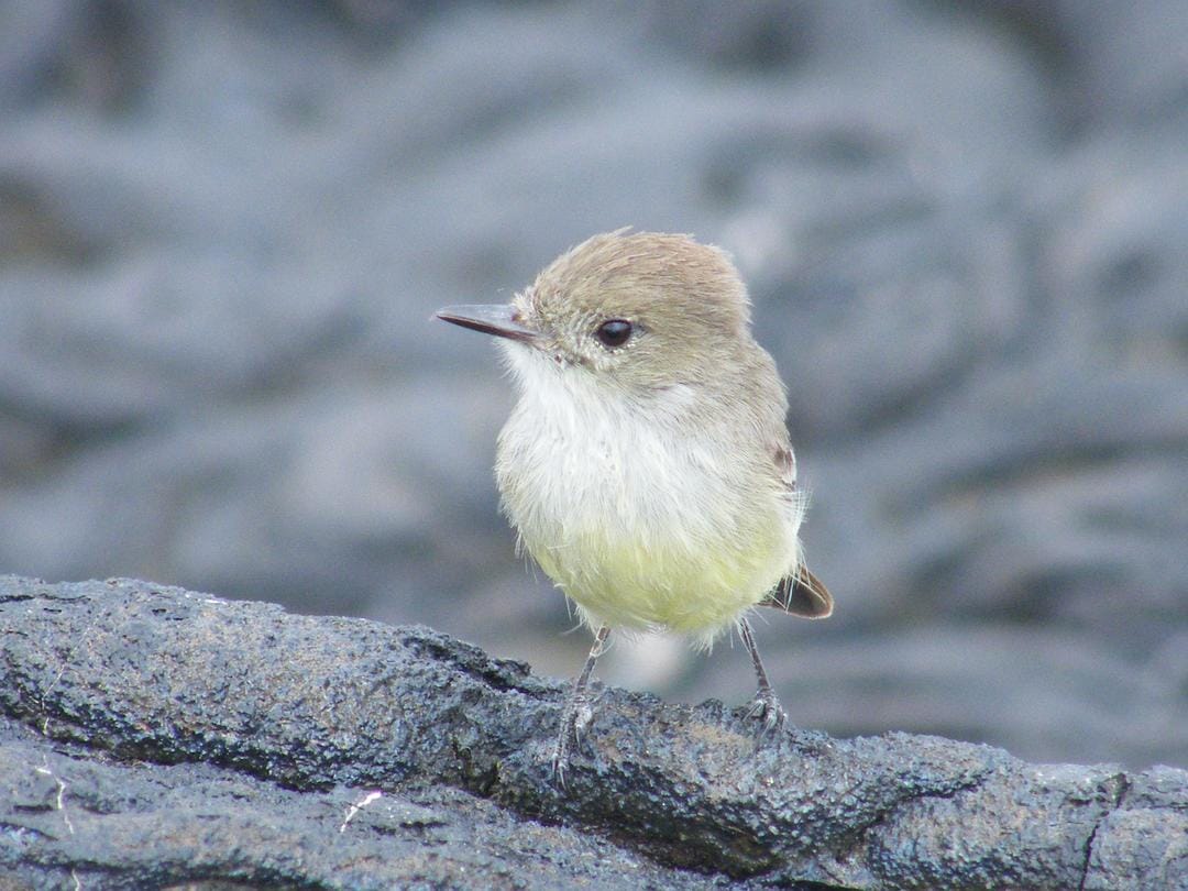 加拉帕戈斯群岛 Galápagos