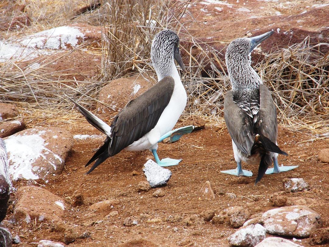 加拉帕戈斯群岛 Galápagos