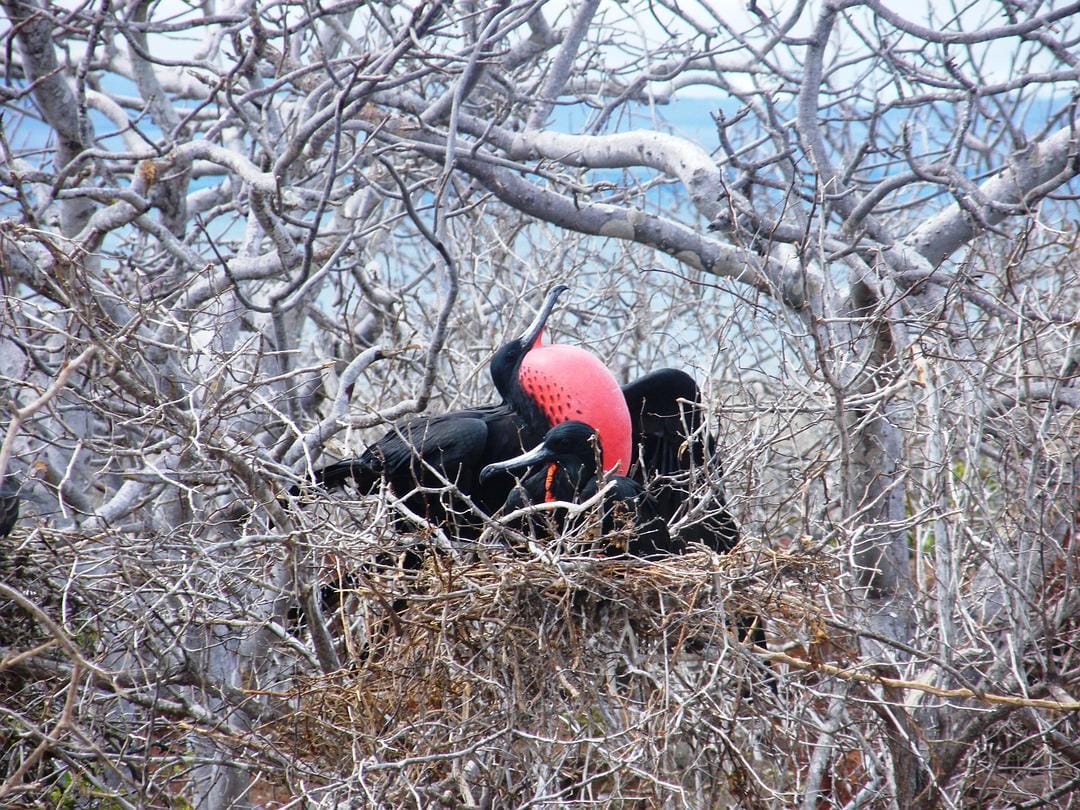 加拉帕戈斯群岛 Galápagos