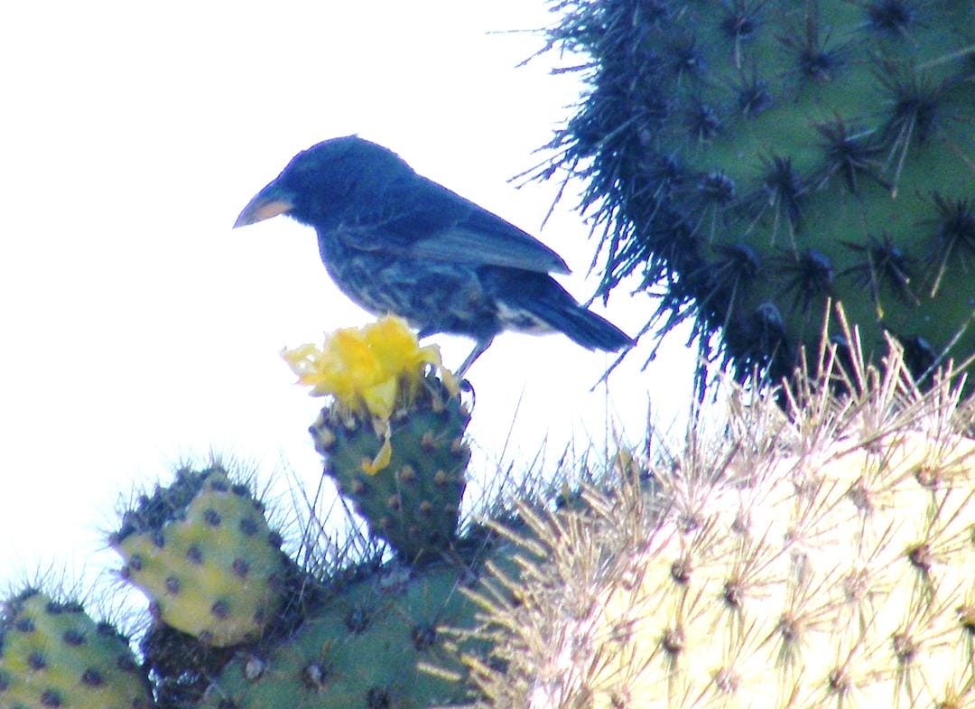 加拉帕戈斯群岛 Galápagos