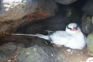 加拉帕戈斯群岛 Galápagos