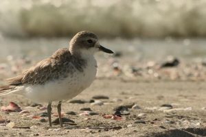 狂野新西兰 Wild About New Zealand