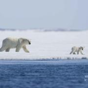 北极传说 Arctic Tale