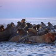 北极传说 Arctic Tale