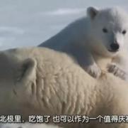 北极传说 Arctic Tale