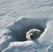 北极传说 Arctic Tale