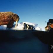 北极传说 Arctic Tale