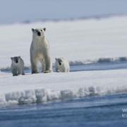 北极传说 Arctic Tale