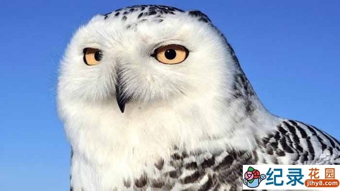 CBC自然生态纪录片《野性加拿大 Wild Canada》全5集 720P/1080i高清纪录片百度云