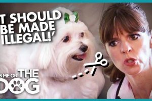 生活妙招纪录片《调教宠物狗技巧》第2季全20集中字 纪录片解说素材百度云盘下载 1080/MP4/48.4G