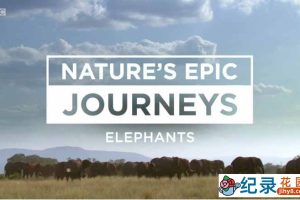 BBC自然生态纪录片《自然史诗之旅 Nature’s Epic Journeys》全3集 720P/1080i高清纪录片百度云下载