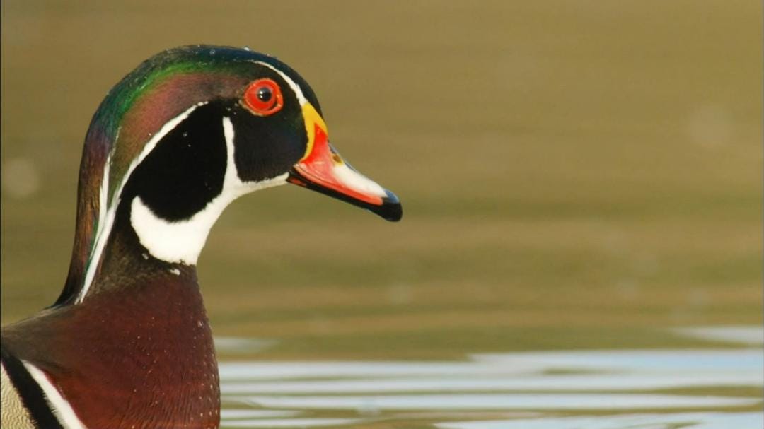 鸭鸭世界 An Original DUCKumentary