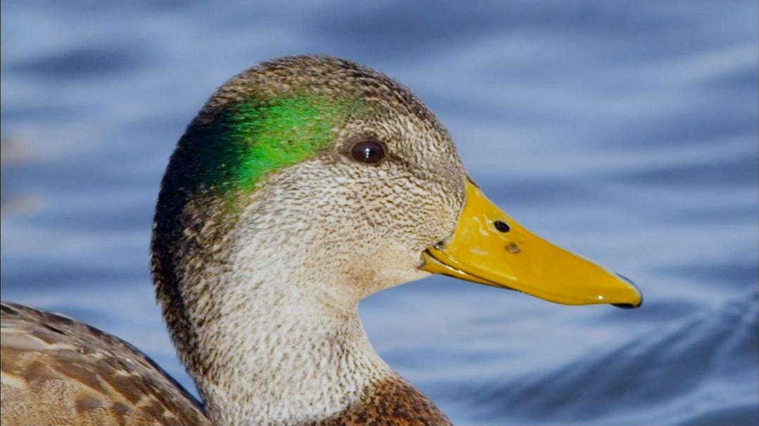 鸭鸭世界 An Original DUCKumentary