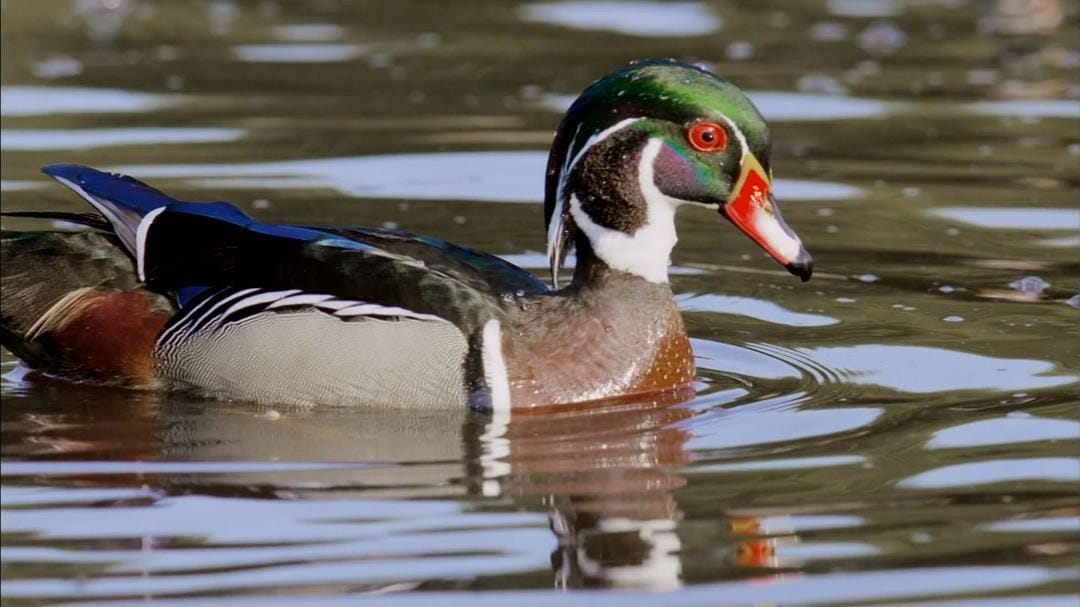 鸭鸭世界 An Original DUCKumentary