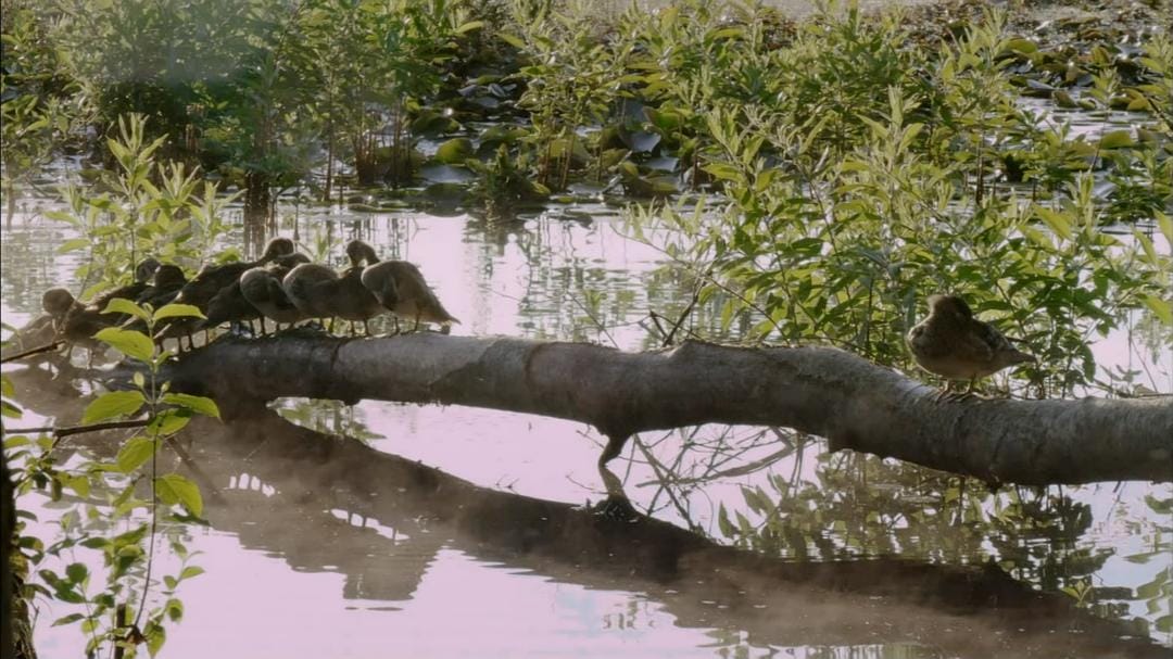 鸭鸭世界 An Original DUCKumentary