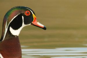 鸭鸭世界 An Original DUCKumentary