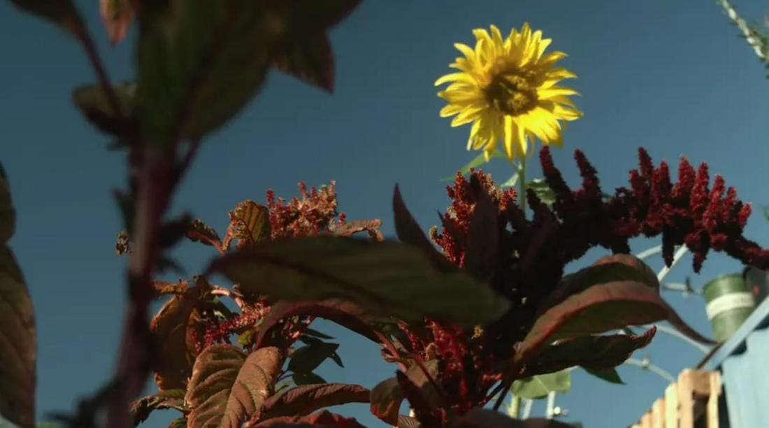 你能挖这个吗 Can You Dig This