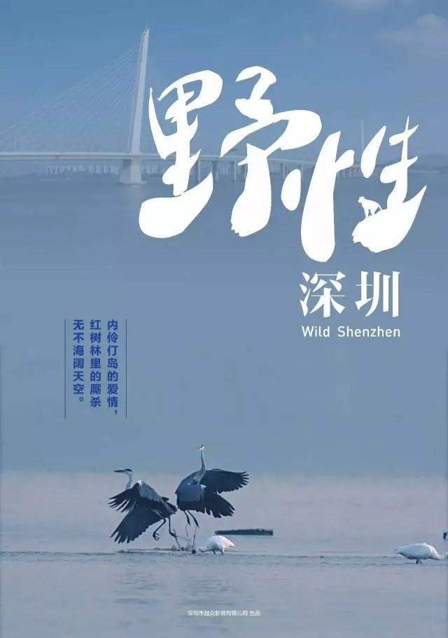 野性深圳