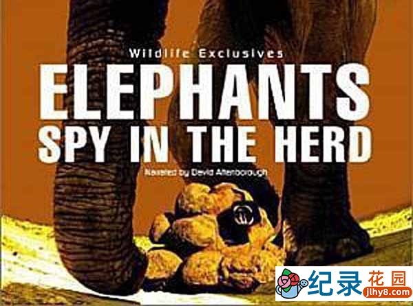BBC动物间谍纪录片《象：兽群中的窥探 Elephants: Spy in the Herd》全1集 标清纪录片资源百度云盘下载