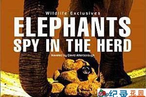 BBC动物间谍纪录片《象：兽群中的窥探 Elephants: Spy in the Herd》全1集 标清纪录片资源百度云盘下载
