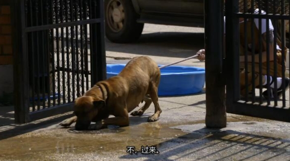 狗儿救援迎新生 第11季 Pit Bulls and Parolees
