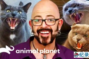 管教恶猫纪录片《金牌训猫师》第2季全6集中字 纪录片解说素材百度云盘下载 1080P/MP4/14.6G