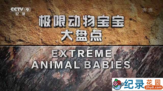 国家地理动物勇士纪录片《极限动物宝宝大盘点 Extreme Animal Babies》全6集中字 TS/蓝光高清纪录片资源百度云盘下载