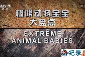 国家地理动物勇士纪录片《极限动物宝宝大盘点 Extreme Animal Babies》全6集中字 TS/蓝光高清纪录片资源百度云盘下载
