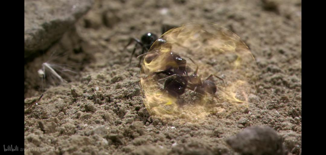 掠食动物生存战 Secret Life of Predators