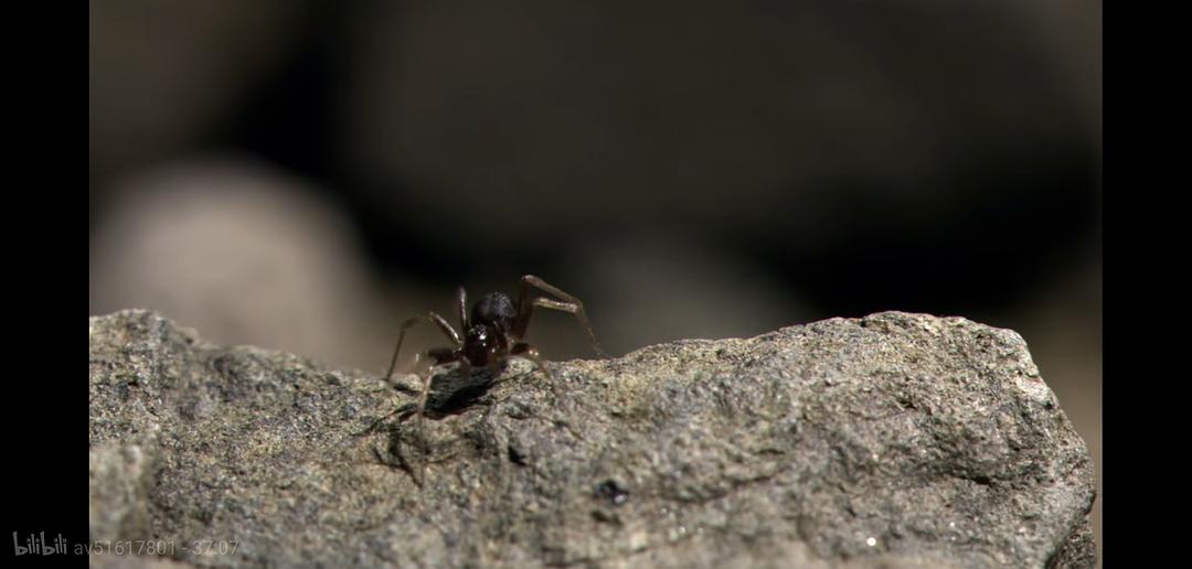掠食动物生存战 Secret Life of Predators