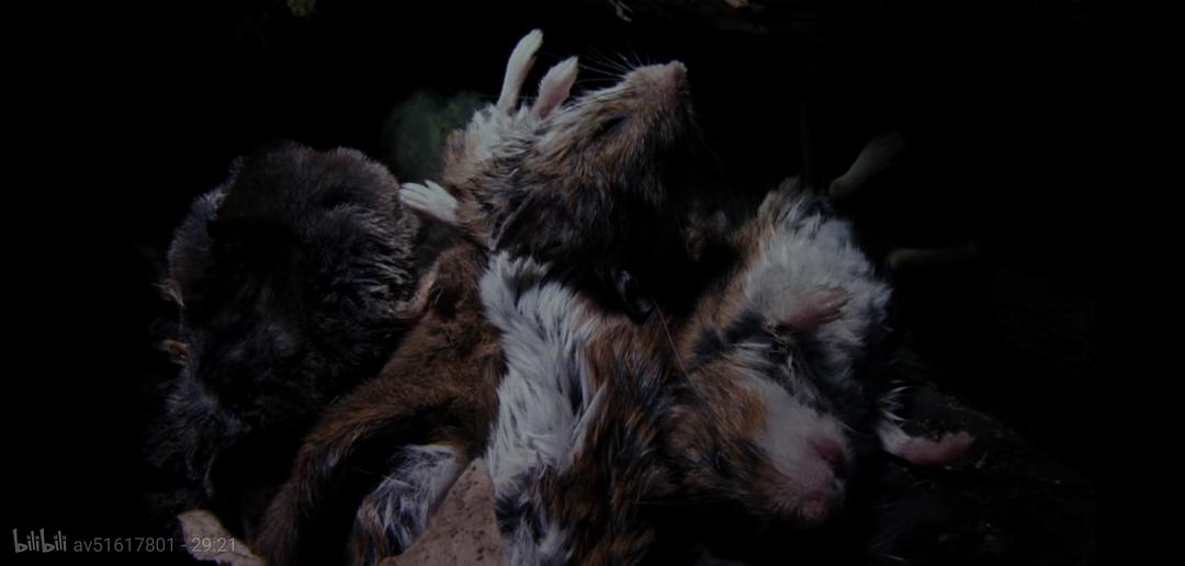 掠食动物生存战 Secret Life of Predators