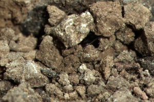 掠食动物生存战 Secret Life of Predators