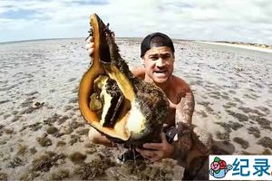 赶海捕捞纪录片《深海盛宴》第2季56集中字 720P/1080i高清纪录片资源百度云盘下载