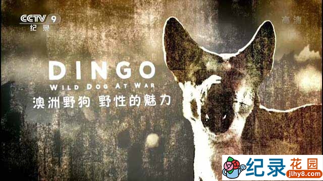央视野生动物纪录片《澳洲野狗：野性的魅力 Dingo: Wild Dog at War》全1集 TS/蓝光高清纪录片资源百度云盘下载