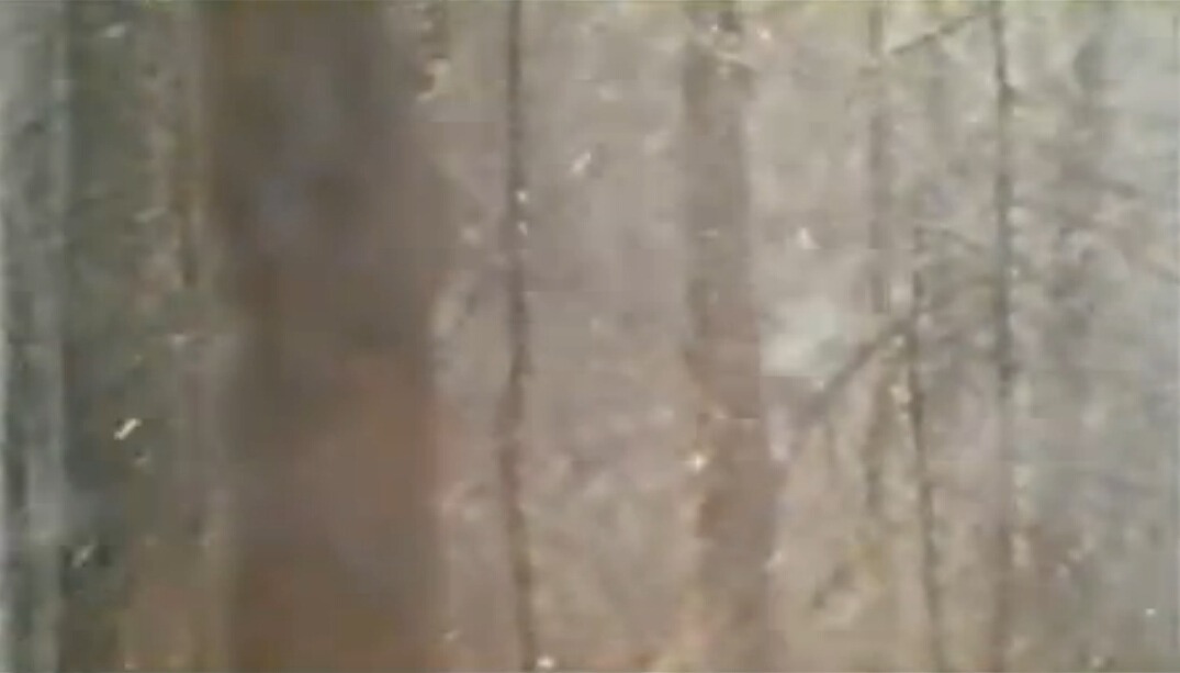 神鹿呀，我们的神鹿