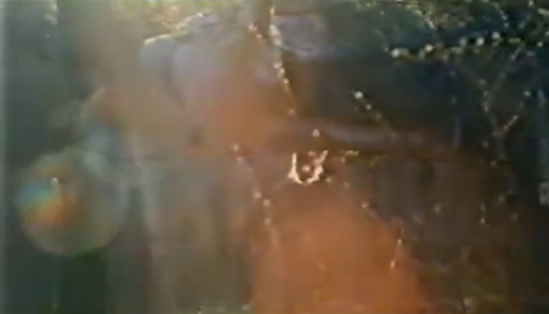 神鹿呀，我们的神鹿