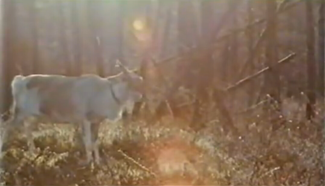 神鹿呀，我们的神鹿