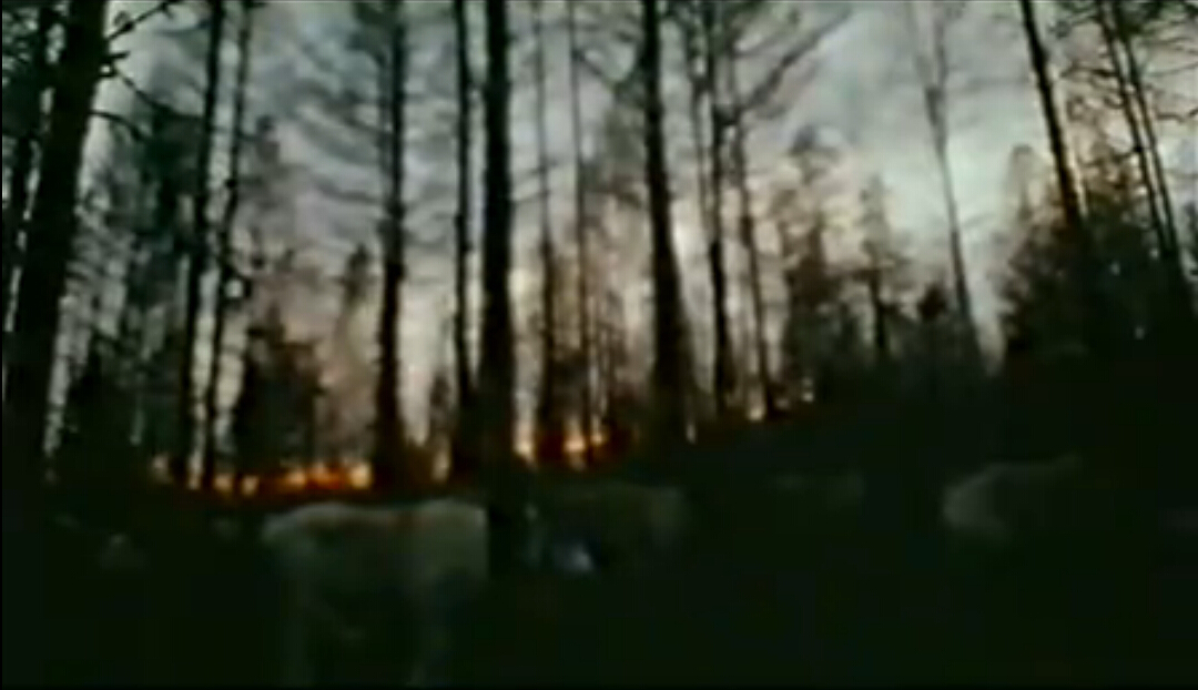 神鹿呀，我们的神鹿