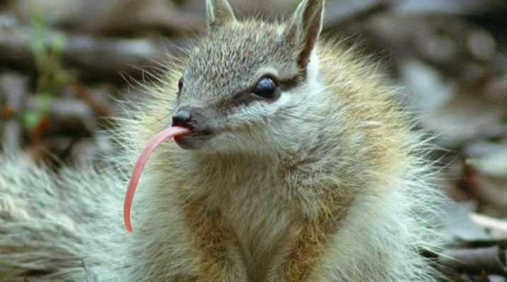 哺乳类全传 The Life of Mammals