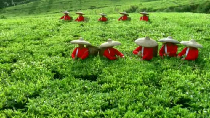 哺乳类全传 The Life of Mammals