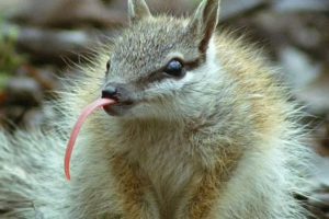 哺乳类全传 The Life of Mammals