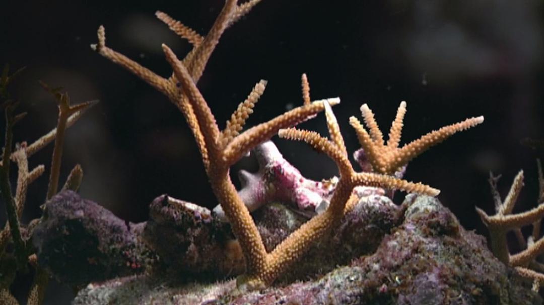 地球的力量 Earth: The Power of the Planet