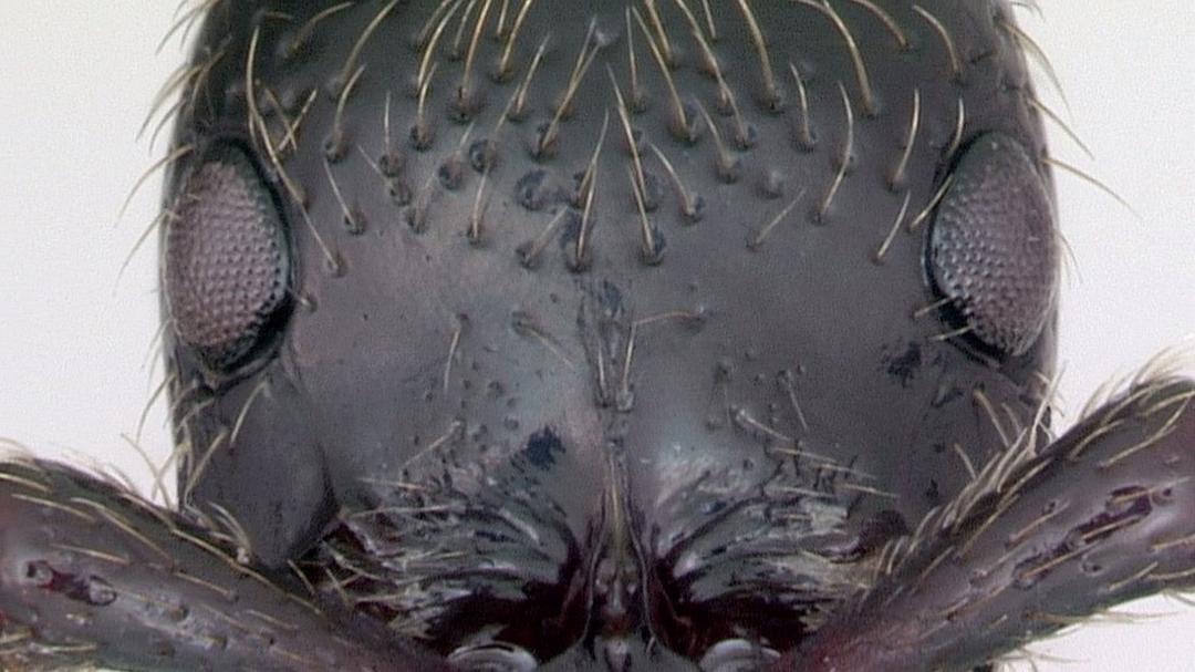 地球的力量 Earth: The Power of the Planet