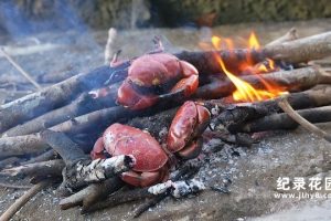 荒野美食纪录片《东南亚赶海吃货》第1季原版无字 1080P高清自媒体解说素材百度云盘下载