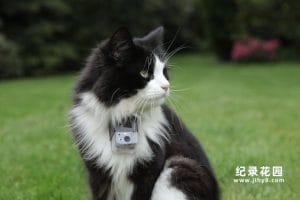 BBC宠物纪录片《猫的秘密生活 The Secret Life of the Cat》全1集中字 纪录片资源百度云盘下载 720P/MP4/862M