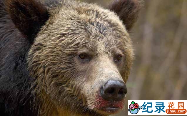 动物攻击人类纪录片《我是猎物》第3季中字 1080P高清自媒体解说素材百度云盘下载