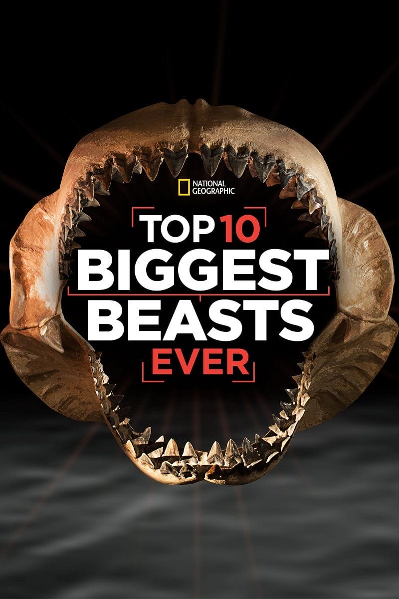 十大巨兽排行榜 Top 10 Biggest Beasts Ever