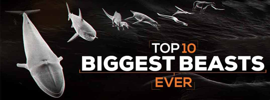 十大巨兽排行榜 Top 10 Biggest Beasts Ever