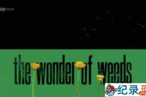 BBC自然生态纪录片《奇妙的杂草/野草奇妙物语 The Wonder of Weeds》全1集 标清纪录片百度云下载
